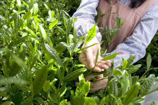 Hachi Matcha - Organic